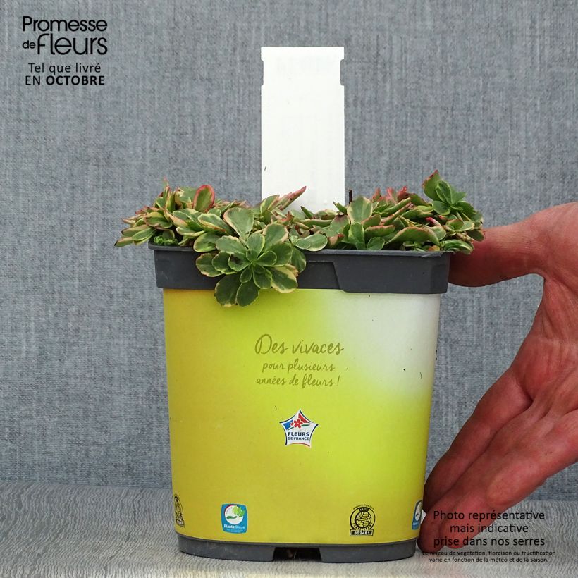 Ejemplar de Sedum kamtchaticum Variegatum - Sedun Maceta 2L/3L entregado en otoño