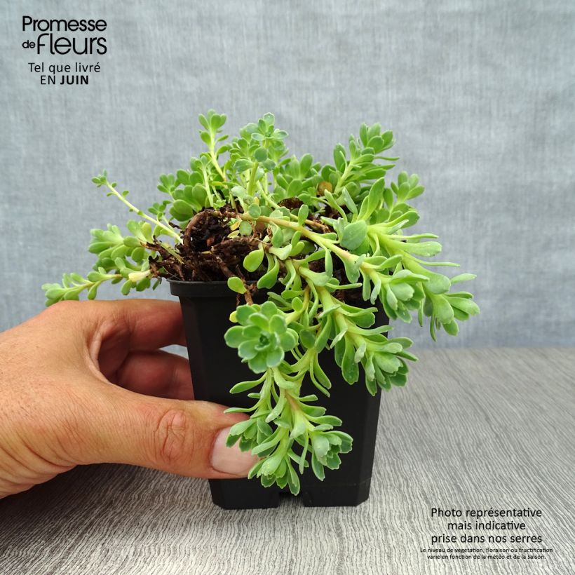 Ejemplar de Sedum pachyclados Maceta de 8/9 cm entregado en verano