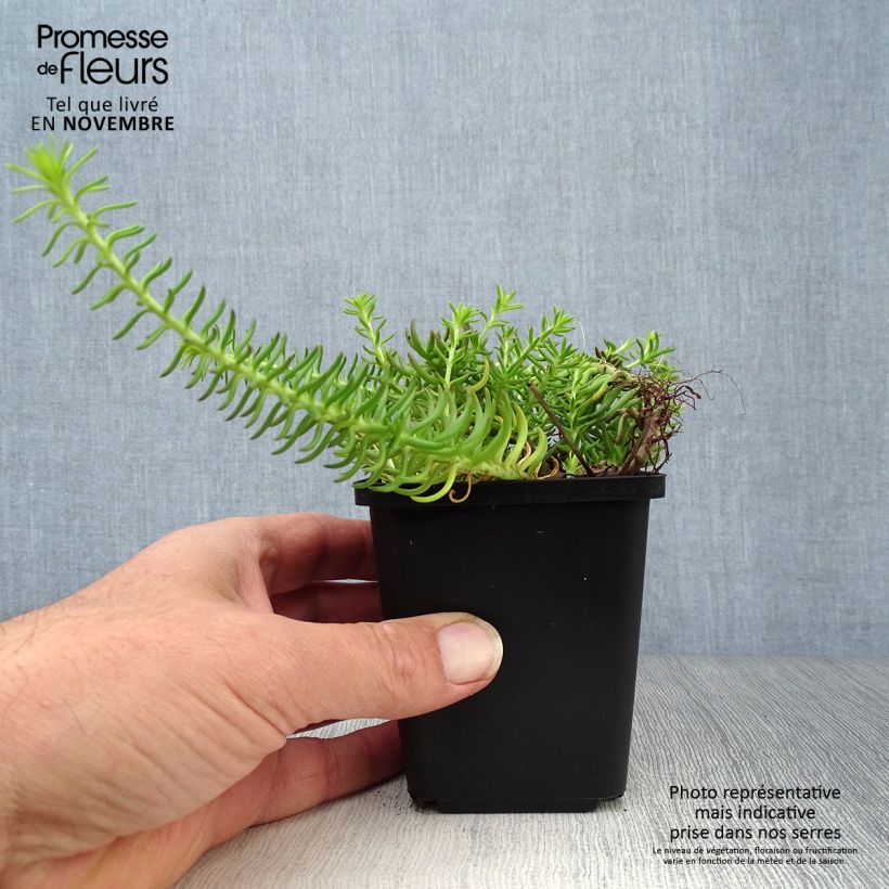 Ejemplar de Sedum reflexum Angelina - Uña de gato Maceta de 8/9 cm entregado en otoño