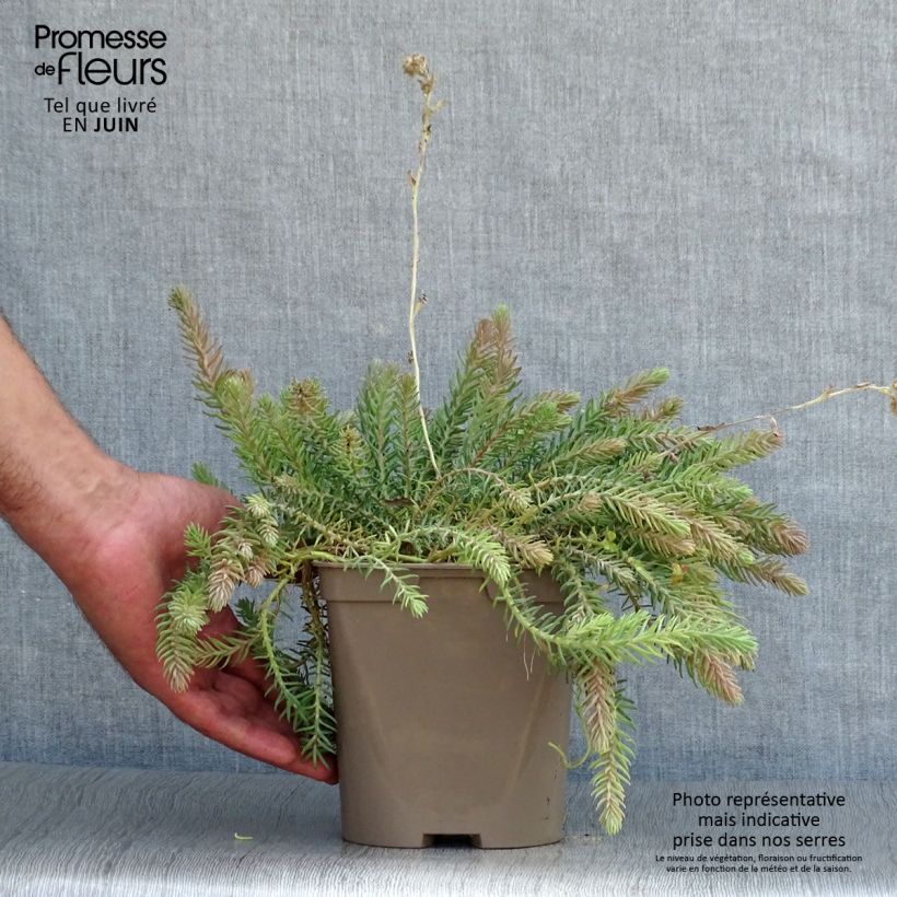 Ejemplar de Sedum reflexum Blue Spruce - Uña de gato Maceta 2L/3L entregado en verano