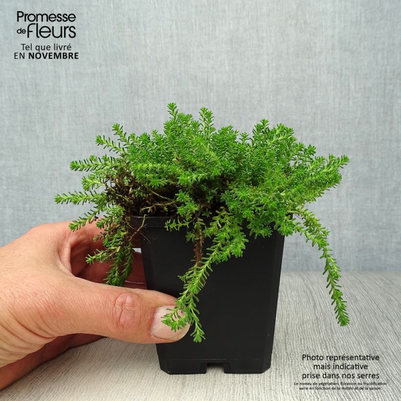 Ejemplar de Sedum sexangulare Maceta de 8/9 cm entregado en otoño