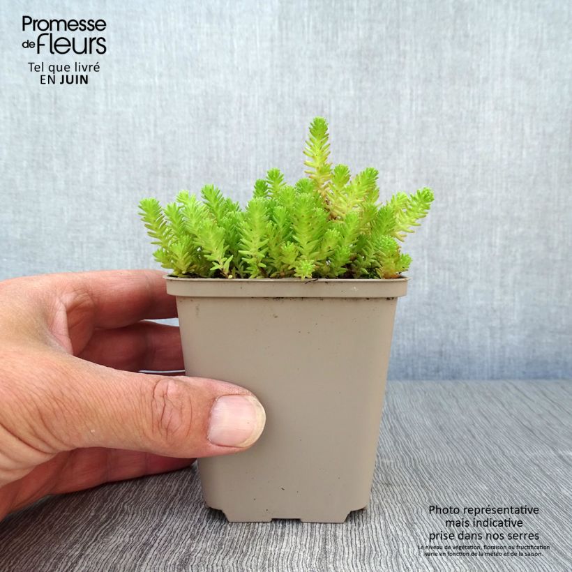 Ejemplar de Sedum sexangulare - Orpin à six angles Godet de 9cm entregado en verano