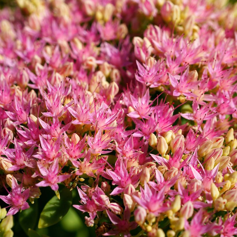 Sedum spectabile Brilliant - Telefío (Floración)