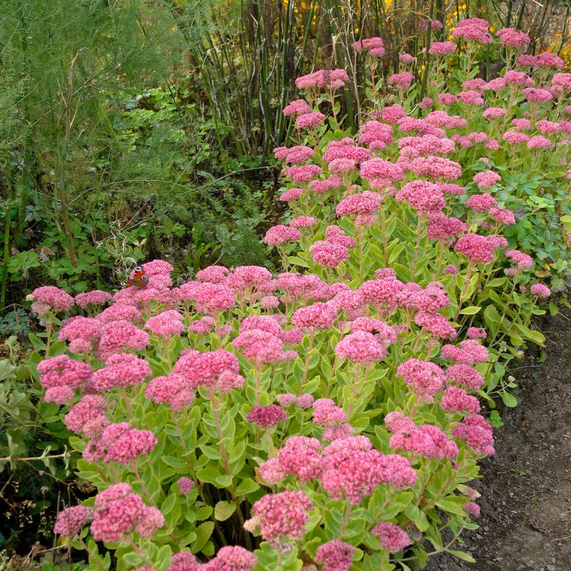 Sedum spectabile Brilliant - Telefío (Porte)