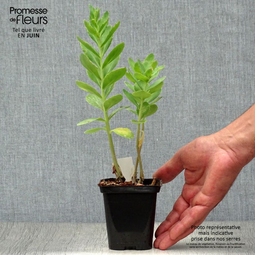 Ejemplar de Sedum spectabile Carl - Telefío Maceta de 8/9 cm entregado en verano