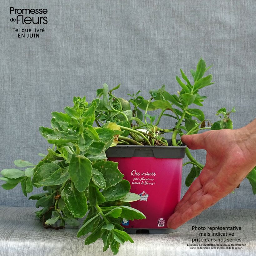 Ejemplar de Sedum spectabile Carl - Telefío Maceta 2L/3L entregado en verano