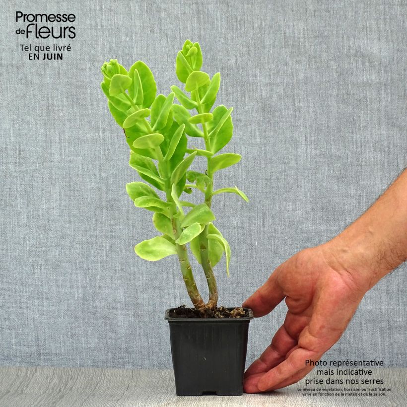 Ejemplar de Sedum spectabile Carmen - Telefío Maceta de 7/8 cm entregado en verano