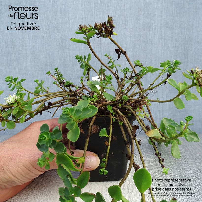 Ejemplar de Sedum spurium Album Superbum - Sedo bastardo Maceta de 8/9 cm entregado en otoño