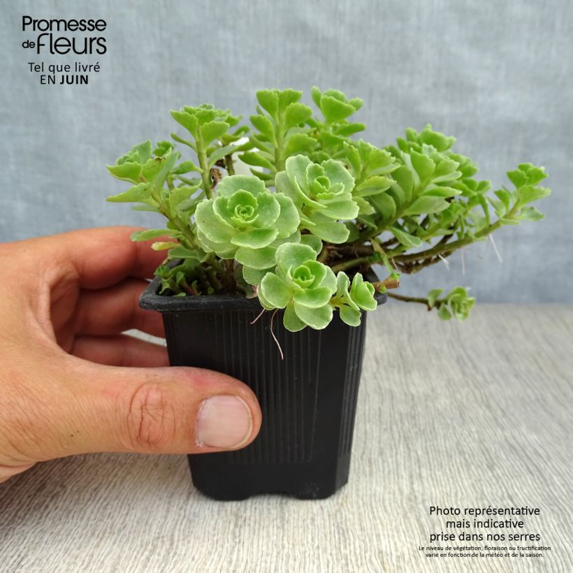 Ejemplar de Sedum spurium Album Superbum - Sedo bastardo Maceta de 8/9 cm entregado en verano