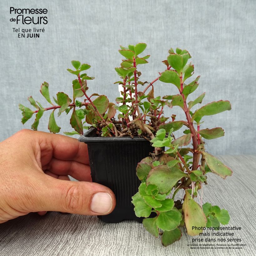 Ejemplar de Sedum spurium Dragon Blood - Sedo bastardo Maceta de 8/9 cm entregado en verano