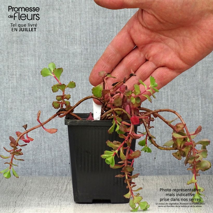 Ejemplar de Sedum spurium Fuldaglut - Sedo bastardo Maceta de 8/9 cm entregado en verano