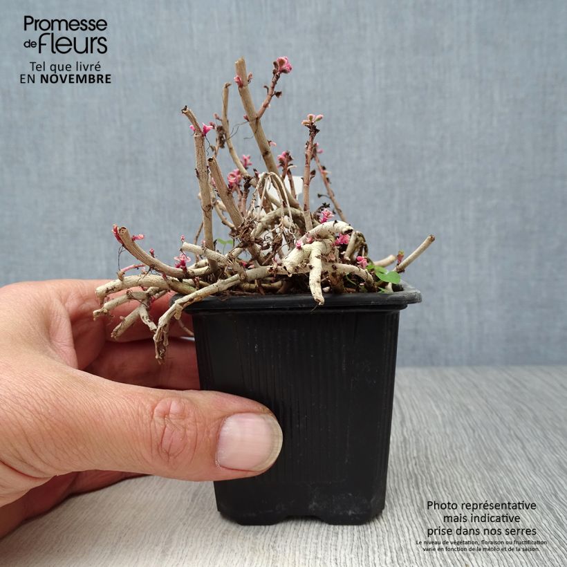 Ejemplar de Sedum spurium Variegatum - Sedo bastardo Maceta de 8/9 cm entregado en otoño