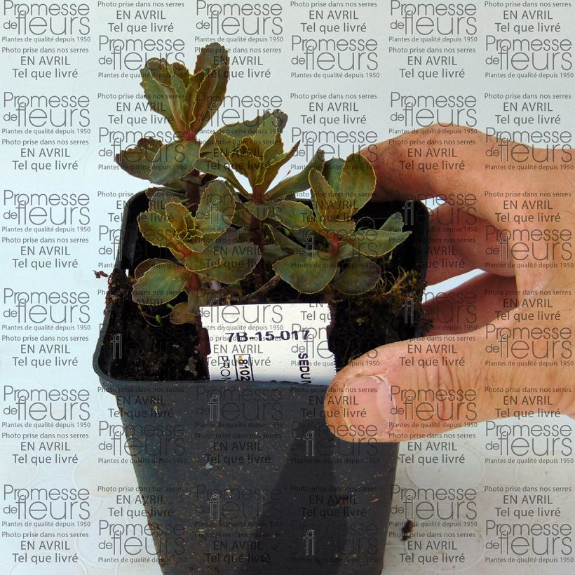 Ejemplo de ejemplar de Sedum telephium El Cid - Telefío Maceta de 8/9 cm tal y como se entrega