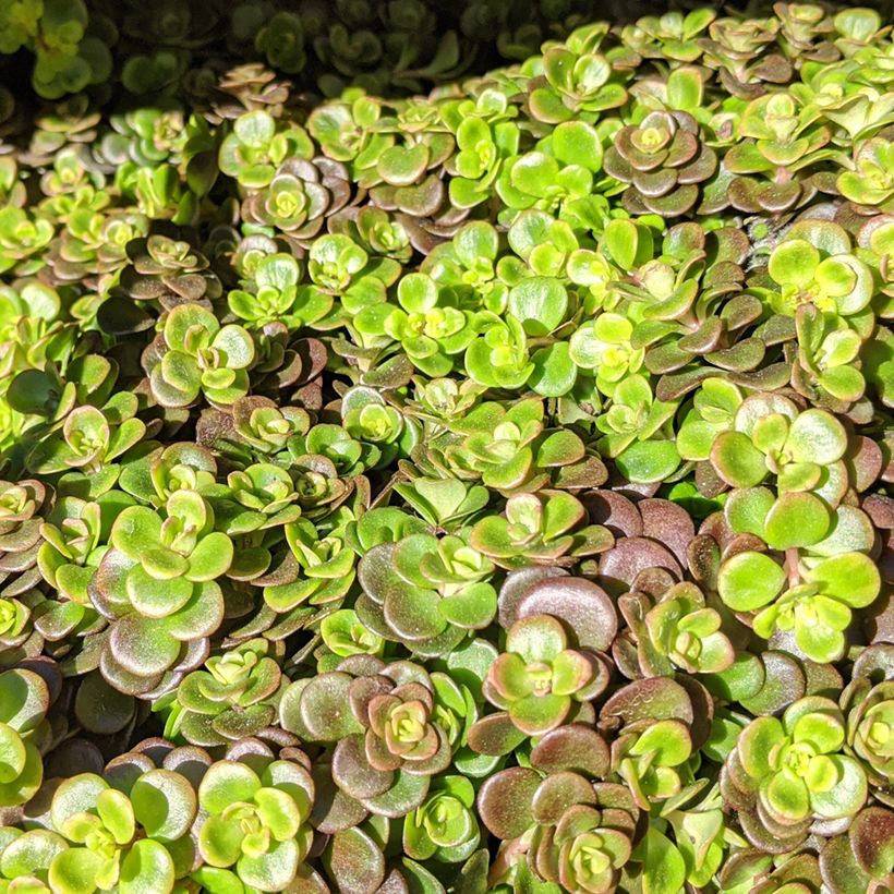Sedum tetractinum Coral Reef (Follaje)