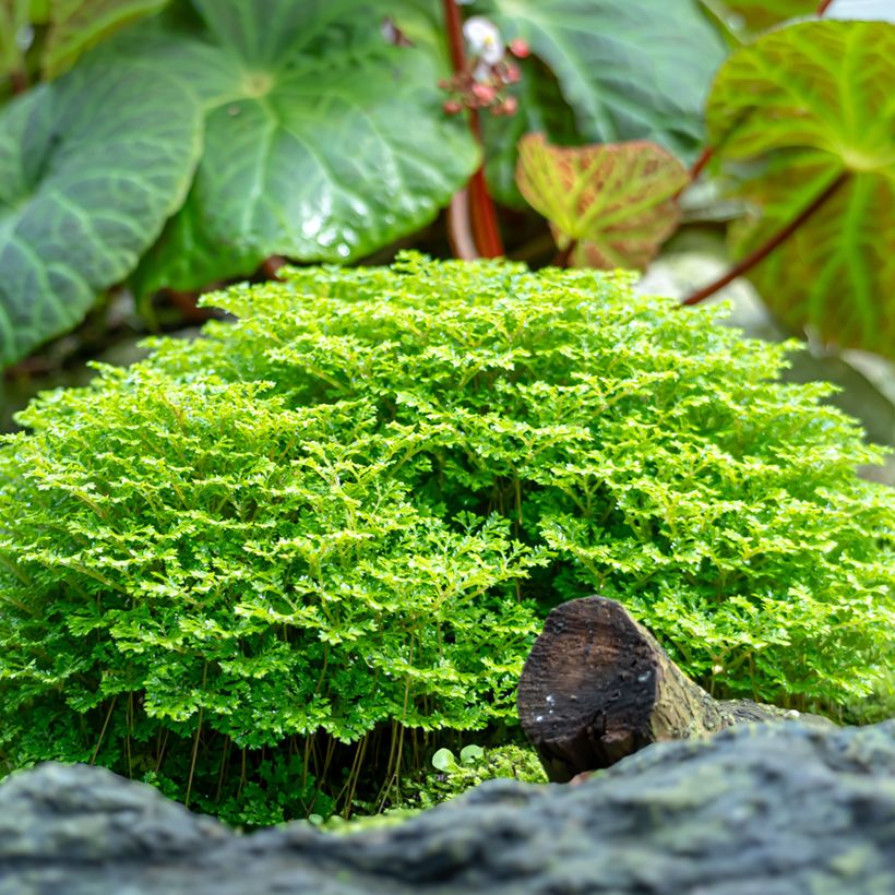 Selaginella apoda (Porte)