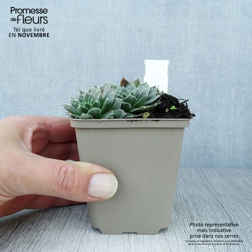 Ejemplar de Sempervivum Alpha Maceta de 8/9 cm entregado en otoño