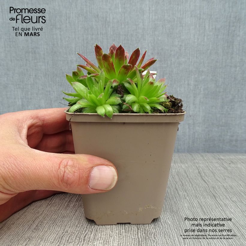 Sempervivum Alpha - Joubarbe rouge Godet de 8/9 cm Ejemplar entregado en la primavera
