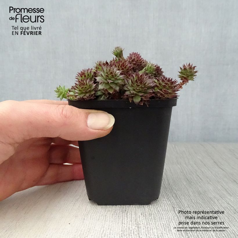 Sempervivum Bronco Maceta de 8/9 cm Ejemplar entregado en invierno