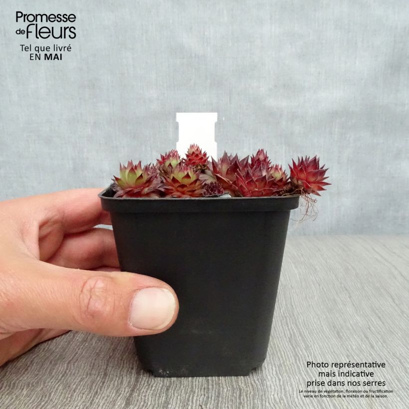 Sempervivum Bronco - Joubarbe hybride  Godet de 8/9 cm Ejemplar entregado en la primavera