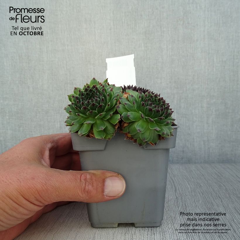 Ejemplar de Sempervivum Chick Charms Appletini Maceta de 10 cm/11 cm entregado en otoño