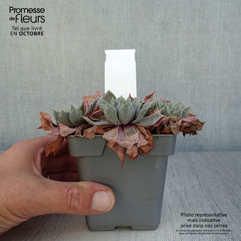 Ejemplar de Sempervivum Chick Charms Berry Blues Maceta de 10 cm/11 cm entregado en otoño