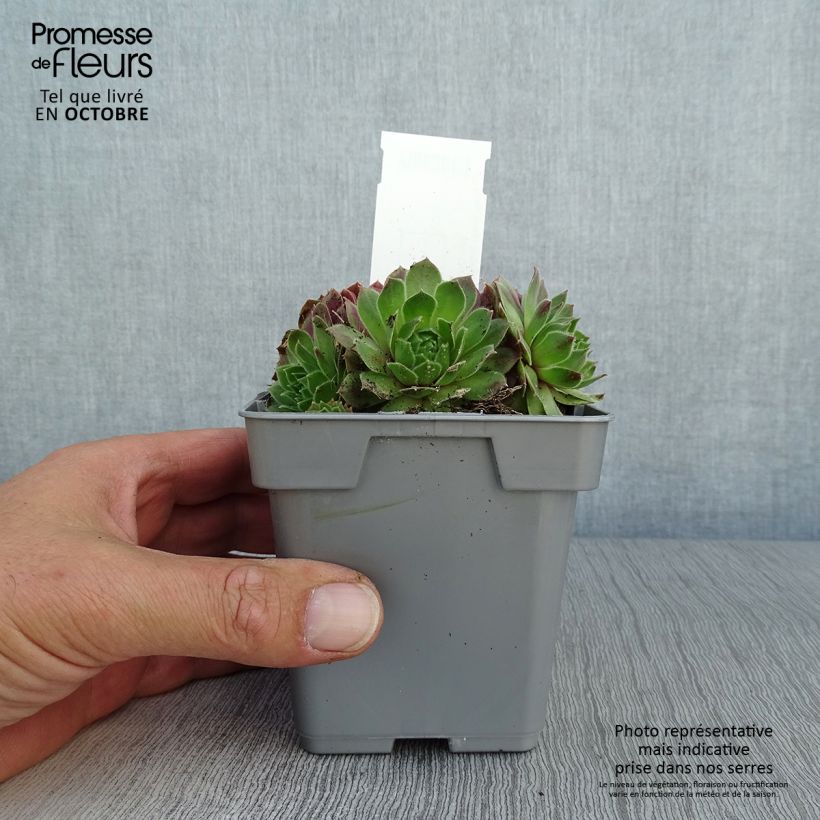 Ejemplar de Sempervivum Chick Charms Cherry Berry Maceta de 10 cm/11 cm entregado en otoño