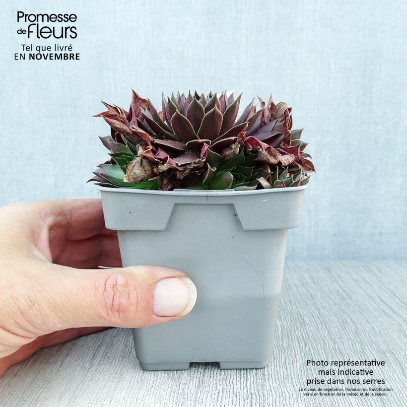Ejemplar de Sempervivum Chick Charms Chocolate Kiss Maceta de 10 cm/11 cm entregado en otoño