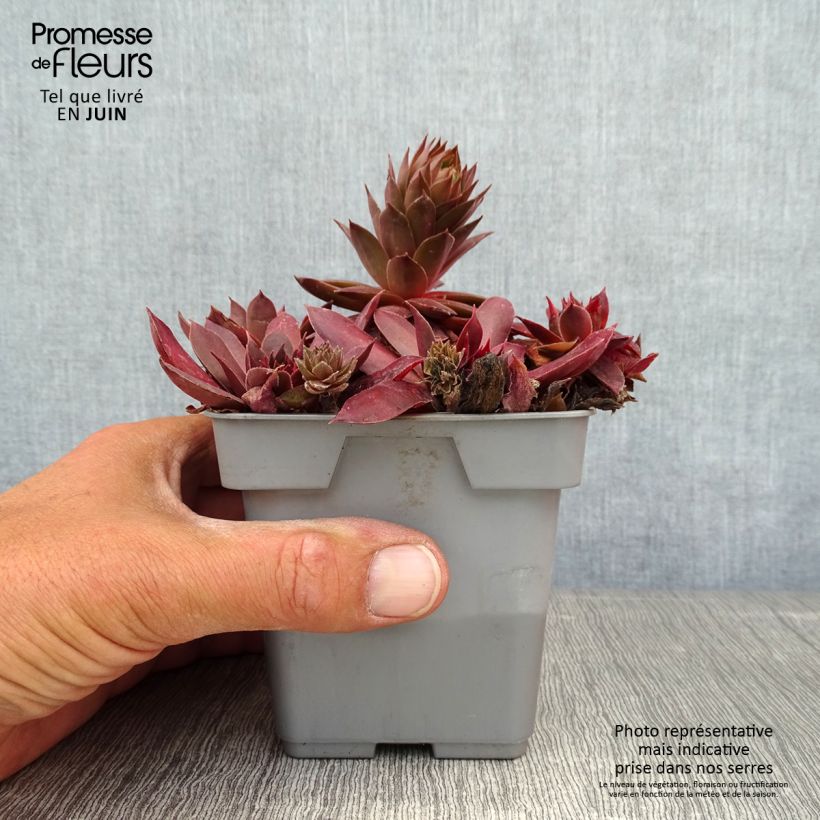 Ejemplar de Sempervivum Chick Charms Chocolate Kiss Maceta de 10 cm/11 cm entregado en verano