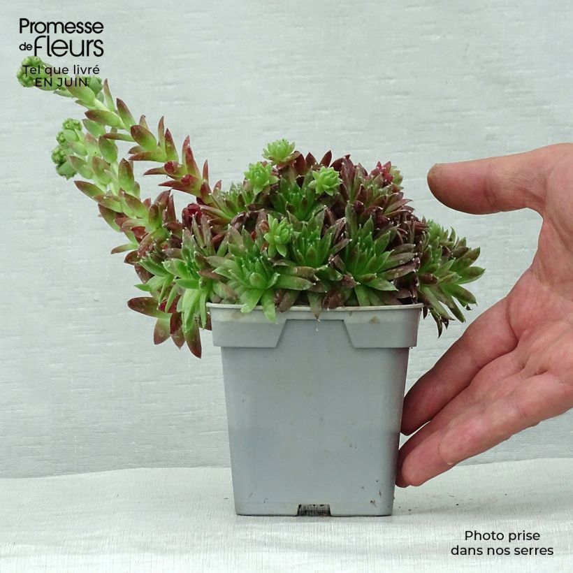 Ejemplar de Sempervivum Chick Charms Cinnamon Starbust - Joubarbe Pot de 10 cm/11cm entregado en verano