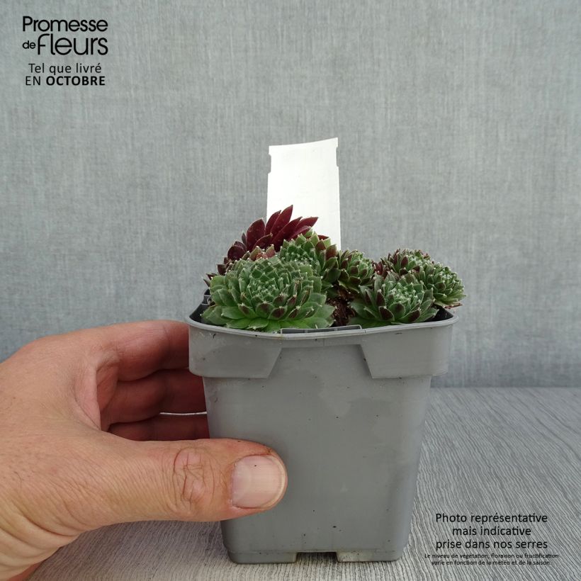 Ejemplar de Sempervivum Chick Charms Cinnamon Starbust Maceta de 10 cm/11 cm entregado en otoño