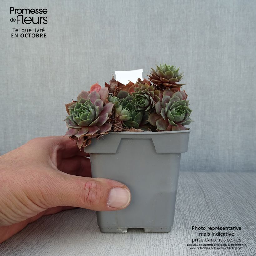Ejemplar de Sempervivum Chick Charms CoslicCandy Maceta de 10 cm/11 cm entregado en otoño