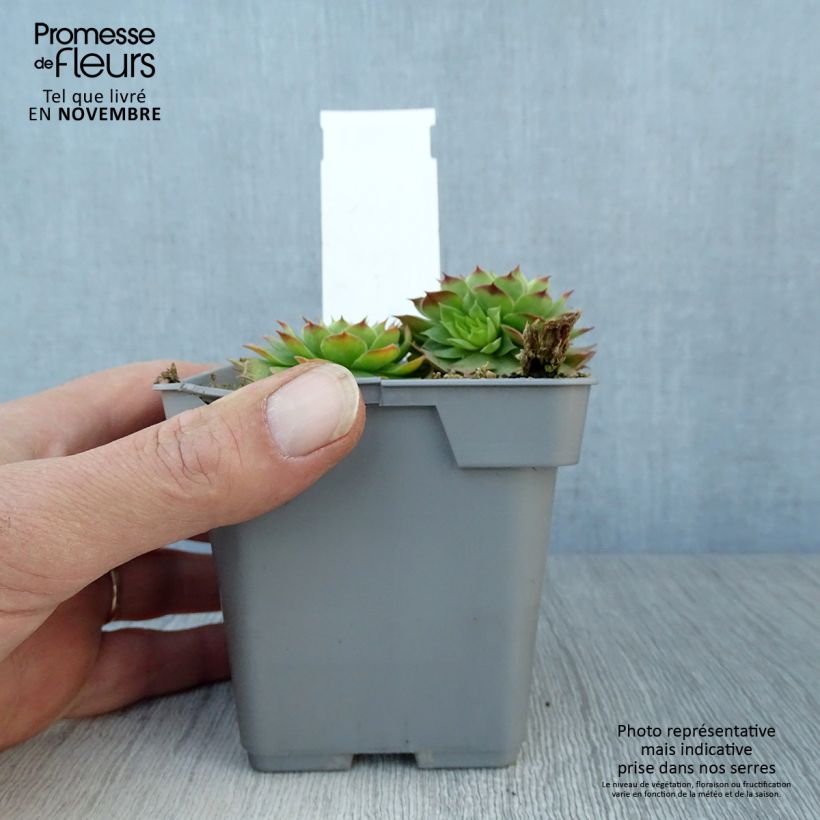 Ejemplar de Sempervivum Chick Charms Gold Nugget Maceta de 10 cm/11 cm entregado en otoño