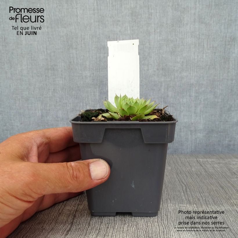 Ejemplar de Sempervivum Chick Charms Gold Nugget - Joubarbe Pot de 10 cm/11cm entregado en verano
