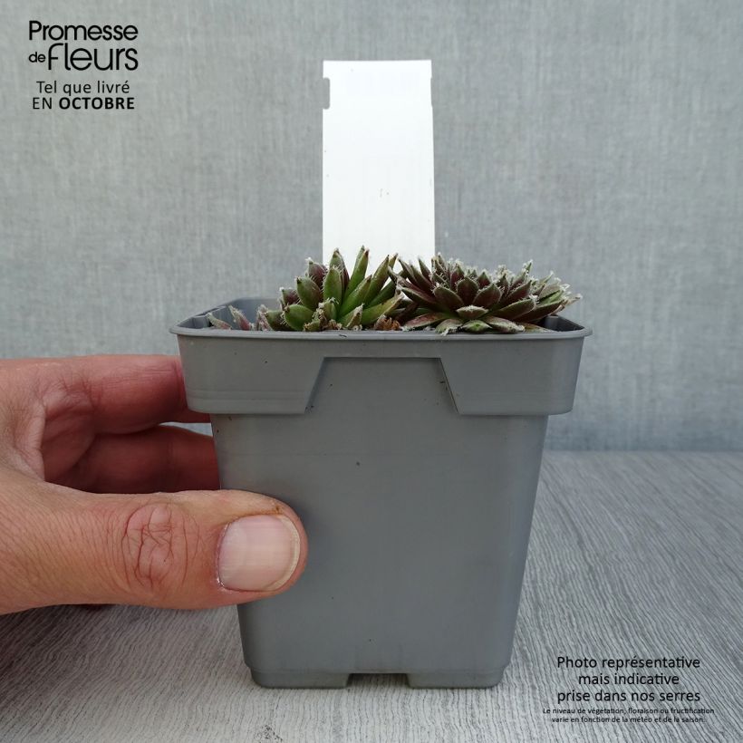 Ejemplar de Sempervivum Chick Charms Plum Perfect Maceta de 10 cm/11 cm entregado en otoño