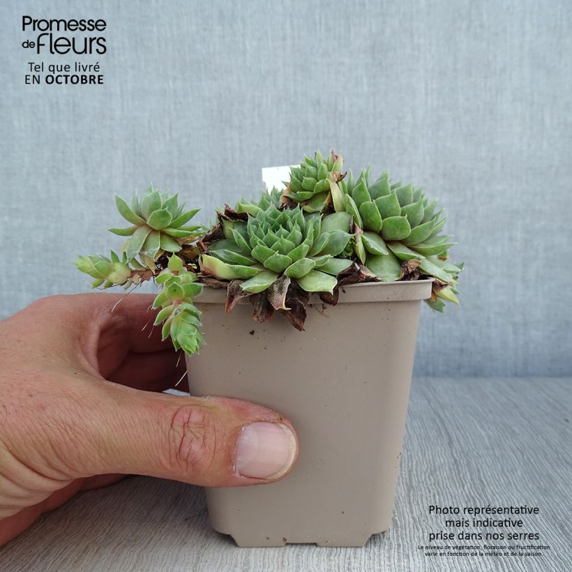 Ejemplar de Sempervivum Commander Hay Maceta de 8/9 cm entregado en otoño