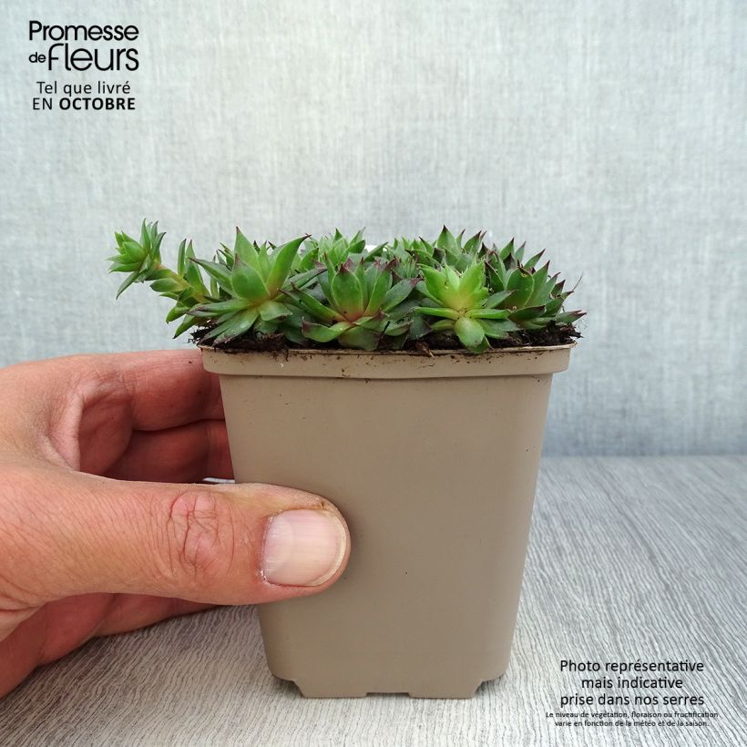Ejemplar de Sempervivum Dark Beauty Maceta de 8/9 cm entregado en otoño