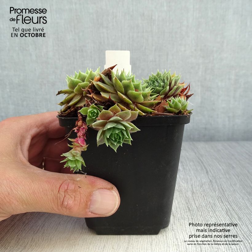 Ejemplar de Sempervivum Feldmaier Maceta de 8/9 cm entregado en otoño