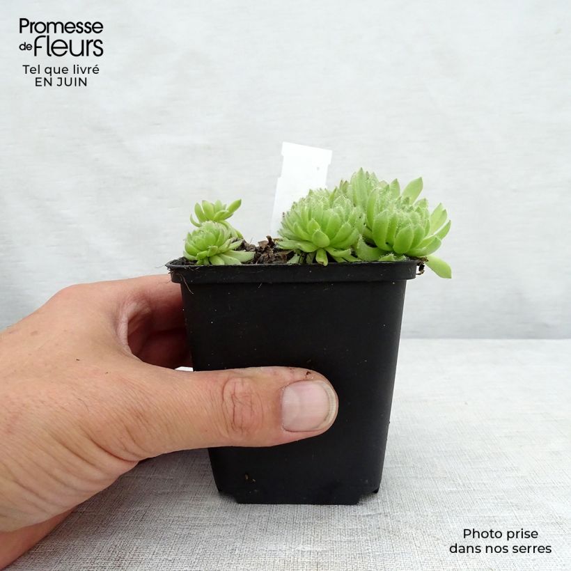 Ejemplar de Sempervivum Gemengd - Joubarbe hybride en mélange Godet de 8/9 cm entregado en verano