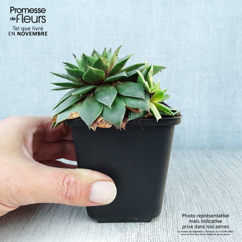 Ejemplar de Sempervivum Gemengd Maceta de 8/9 cm entregado en otoño