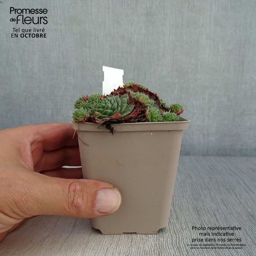 Ejemplar de Sempervivum Granat Maceta de 8/9 cm entregado en otoño