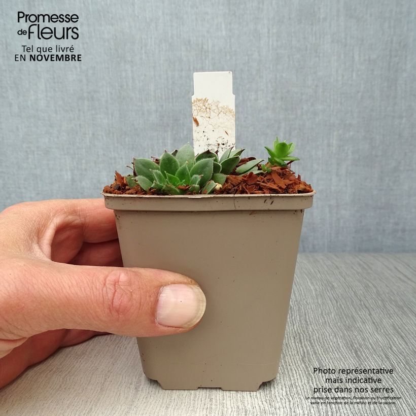 Ejemplar de Sempervivum Noir Maceta de 8/9 cm entregado en otoño