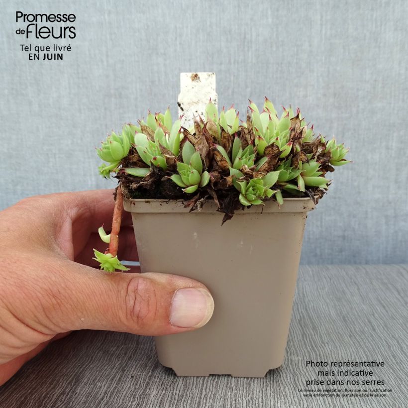 Ejemplar de Sempervivum Noir - Joubarbe noire. Godet de 8/9 cm entregado en verano