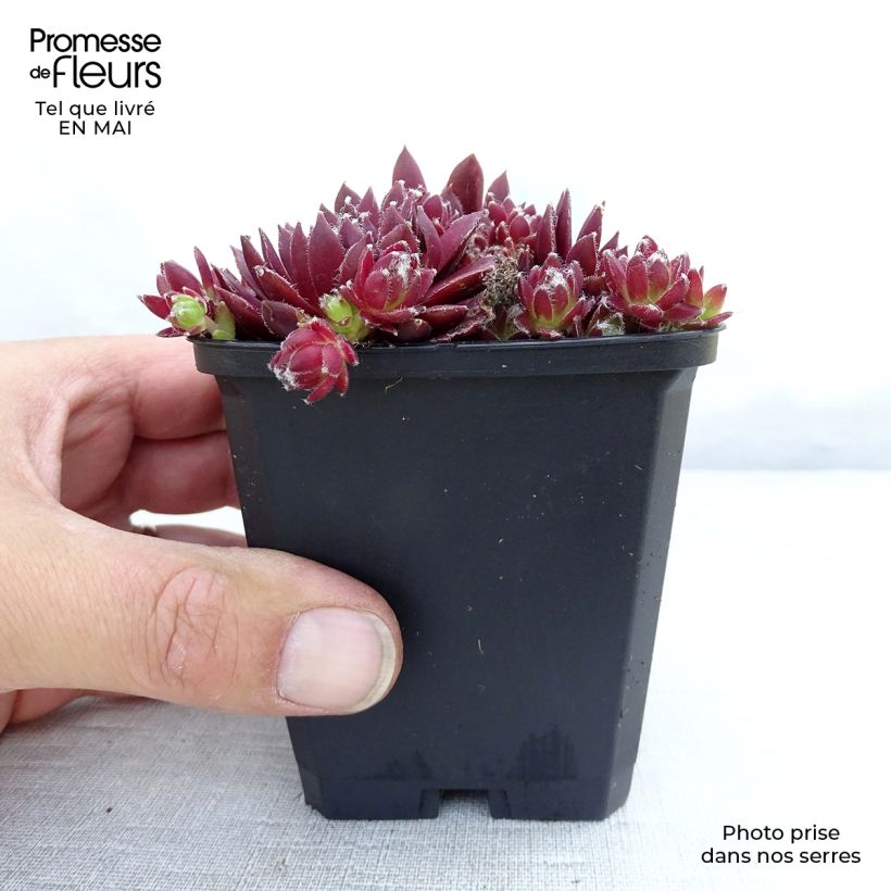 Sempervivum Silberkarneol - Joubarbe hybride rouge-rose. Godet de 8/9 cm Ejemplar entregado en la primavera
