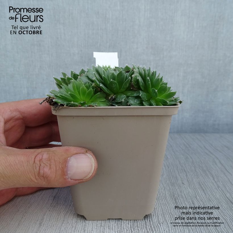 Ejemplar de Sempervivum Silberkarneol Maceta de 8/9 cm entregado en otoño