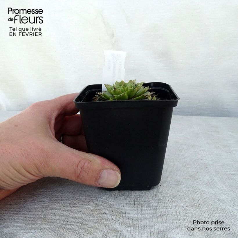 Sempervivum erythraeum Red Velvet Maceta de 8/9 cm Ejemplar entregado en invierno