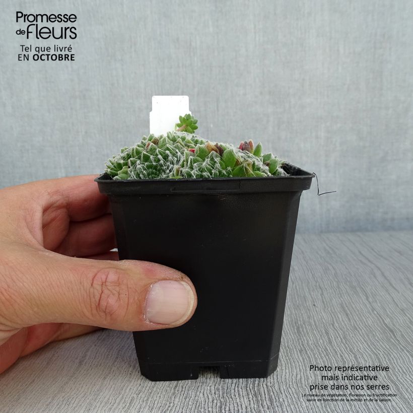 Ejemplar de Sempervivum arachnoideum  de arañas Maceta de 8/9 cm entregado en otoño