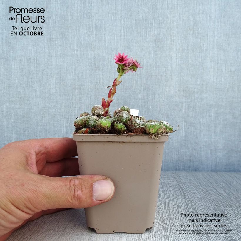 Ejemplar de Sempervivum arachnoideum Rubrum  de arañas Maceta de 8/9 cm entregado en otoño