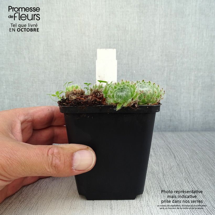 Ejemplar de Sempervivum ciliosum var. borisii Maceta de 8/9 cm entregado en otoño