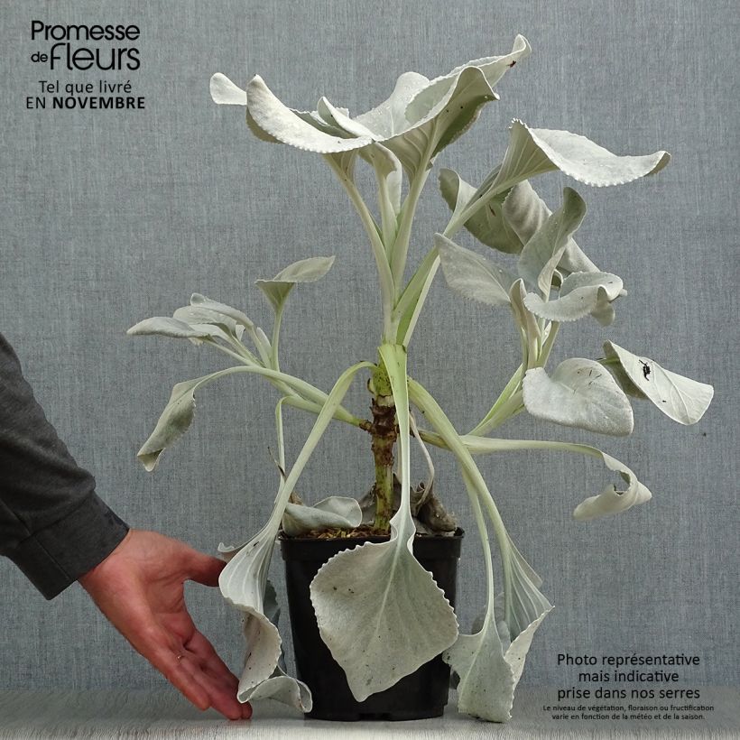 Ejemplar de Senecio cineraria var. candicans Angel Wings - Cineraria gris Maceta 2L/3L entregado en otoño