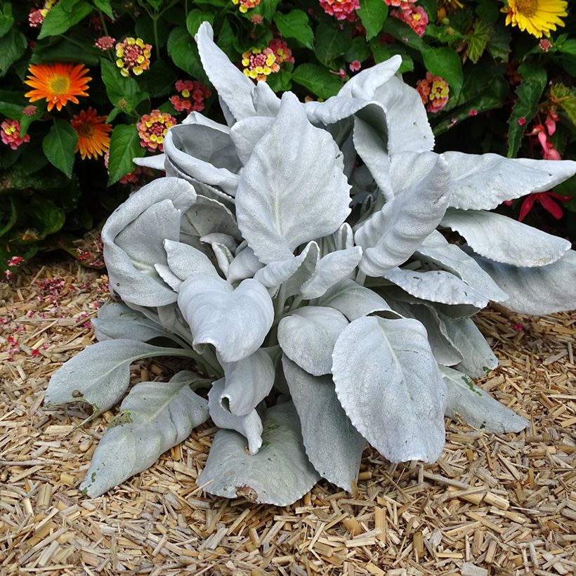 Senecio cineraria var. candicans Angel Wings - Cineraria gris (Porte)